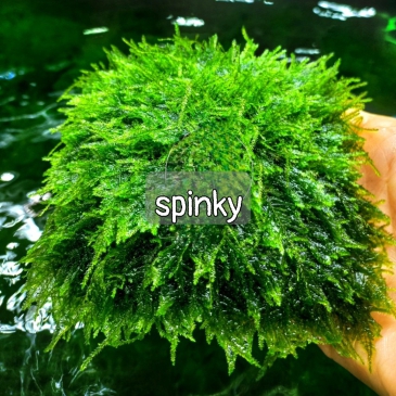 Spinky  rêu 